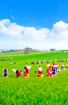 싱그러운 청보리와 함께